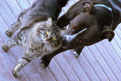 image for National Animal Disaster Preparedness Day